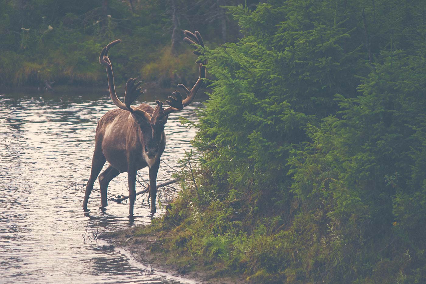 Caribou